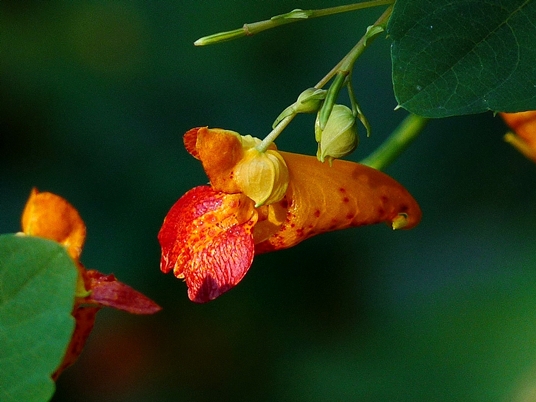 {Impatiens capensis}